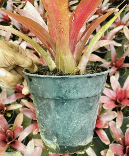 Picture of Bromeliads - N19