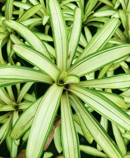 Picture of Bromeliads - N20- verigated