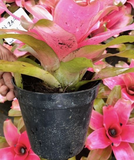 Picture of Bromeliads - N249- Pink