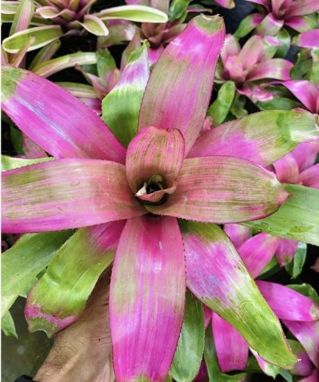 Picture of Bromeliads - N217- Violet Green