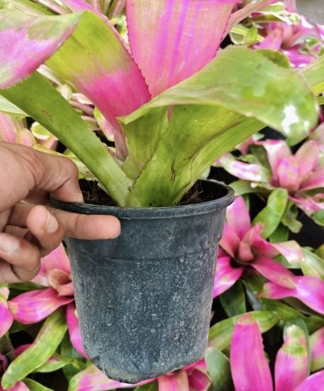 Picture of Bromeliads - N217- Violet Green