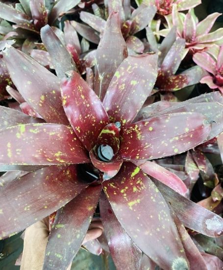 Picture of Bromeliads - N132- Chocolate