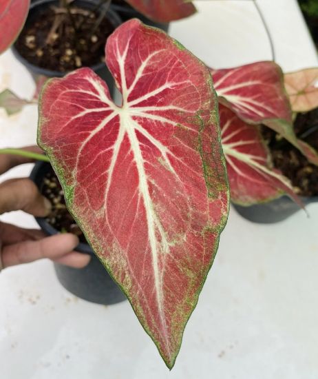 Picture of Caladium -  Red white
