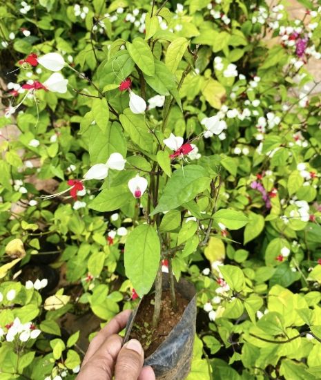 Picture of Bleeding Heart  - Creeper - with flower