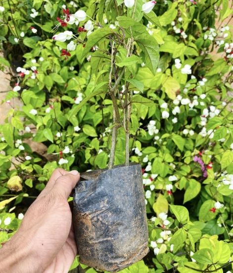 Picture of Bleeding Heart  - Creeper - white