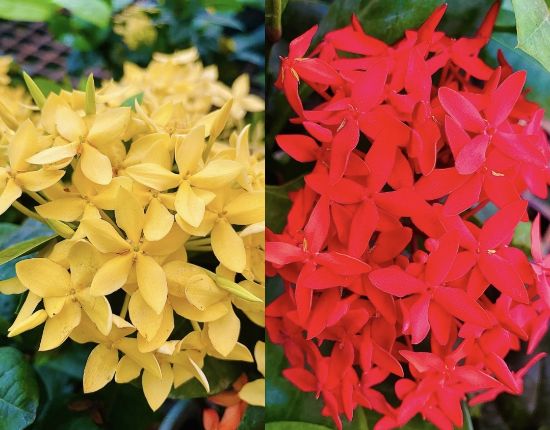 Picture of Thechi/Chethi Combo- Jungle geranium - Red-Yellow