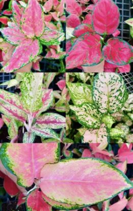 Picture of Aglonema Combo - 5 plants- With Pot - zircon, night sparkle, china red, anjuman, eileen
