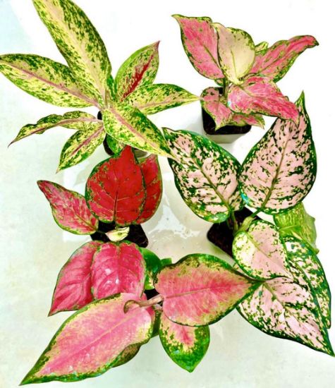 Picture of Aglonema Combo - 5 plants- With Pot - zircon, night sparkle, china red, anjuman, eileen