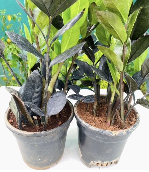 Picture of ZZ plant - Combo - Black- 2 Plants