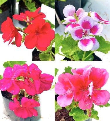 Picture of Geranium - 4 Colors combo -4 plants