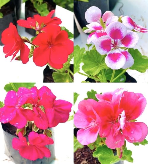 Picture of Geranium - 4 Colors combo -4 plants