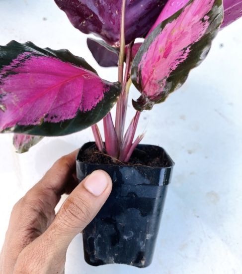 Picture of Calathea - Rosy (Roseopicta), with Pot