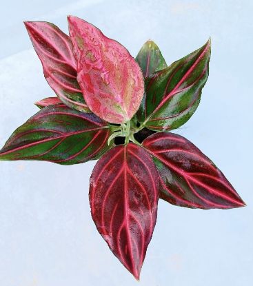 Picture of Aglonema Red vein - With Pot