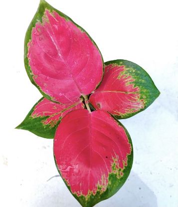 Picture of Aglonema China red - With Pot