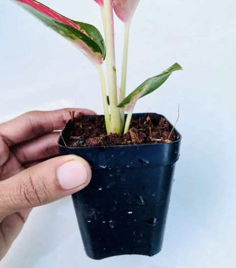 Picture of Aglonema China red - With Pot