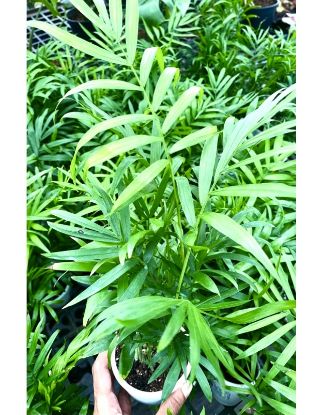 Picture of Chamaedorea - Table Palm - Combo Offer - 2 Plants - With Pot