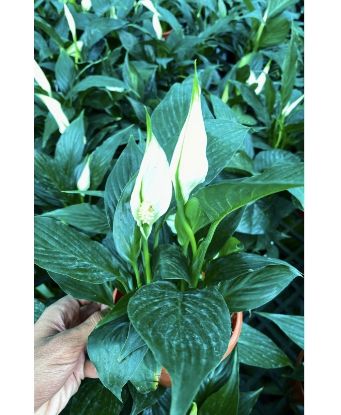 Picture of Spathiphyllum , Peace lilly , Miniature -With pot