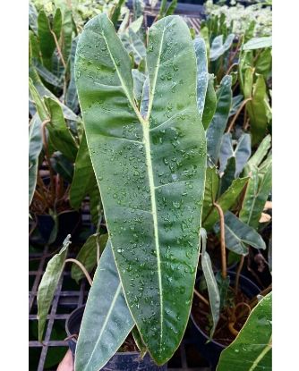 Picture of Philodendron Billietiae - Medium size plant