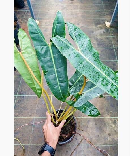 Picture of Philodendron Billietiae - Big size plant - copy