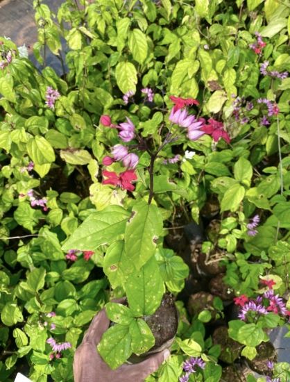 Picture of Bleeding Heart  - Creeper - Red