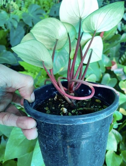 Picture of Water melon peperomia