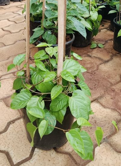 Picture of Manimulla - medium size