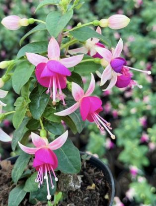 Picture of Fuchsia - white pink- with Pot