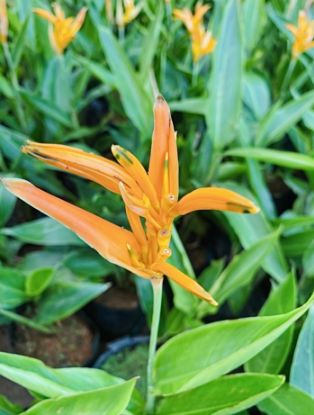 Picture of Heliconia - 4 Plants Combo