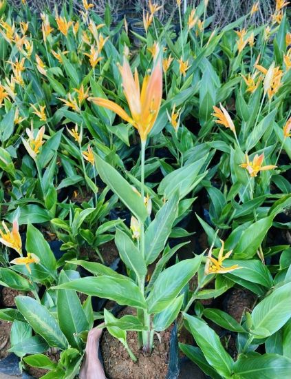 Picture of Heliconia - 4 Plants Combo