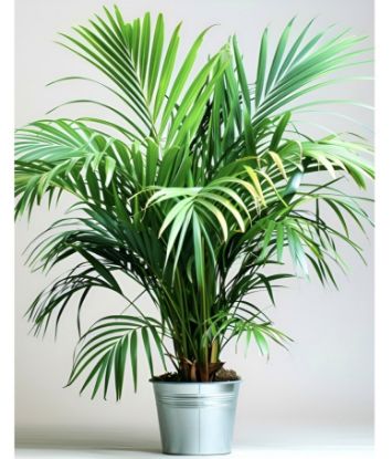 Picture of Areca Palm