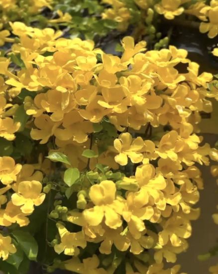 Picture of Cat's Claw Creeper ,  1.5 year old plant