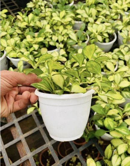 Picture of Hoya - verigated - Creeper - with pot