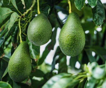 Picture of Avocado - Pollock - Budded plant