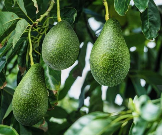 Picture of Avocado - Pollock - Budded plant