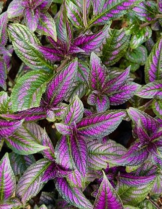 Picture of Persian Shield