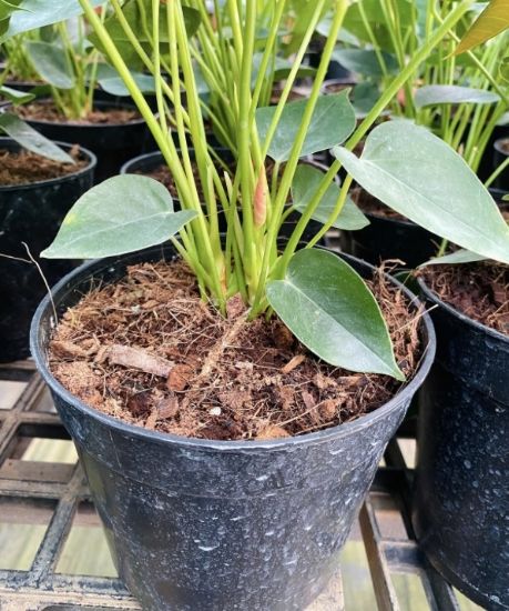 Picture of Anthurium - White Narrow - Double Shot