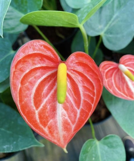 Picture of Anthurium - Orange white - Double Shot