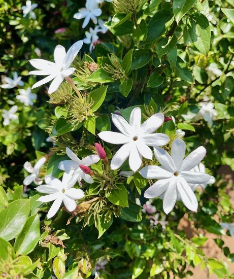 Picture of Star Jasmine - Big plant - Kakkada mulla -