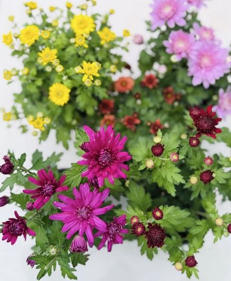Picture of Chrysanthemum - Jamanthi - 4 Colors - Combo Offer