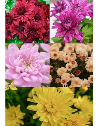 Picture of Chrysanthemum plant 5 Colors - Combo Offer