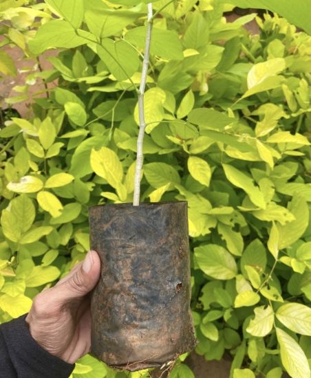 Picture of Desmodium Golden Legume