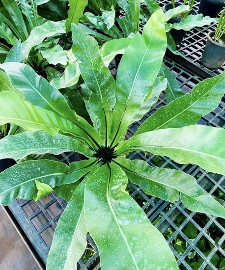 Picture of Bird Nest Fern - Big plant