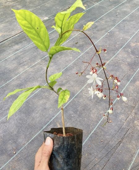 Picture of Clerodendrum Wallichi- Manikonna - Combo Offer - 2 Plants