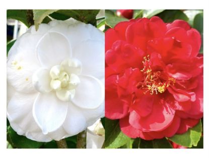Picture of Camellia Plant - Combo Offer - 2 Colour - Red, White