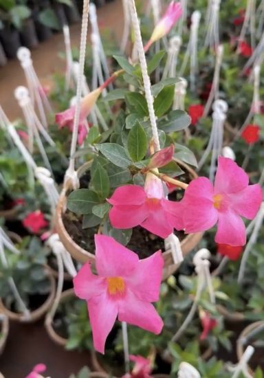 Picture of Mandevilla - Pink