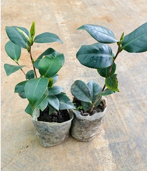 Picture of Camellia Plant - Combo Offer - 4 Colour - Red, White, Pink, Red(Single petal)