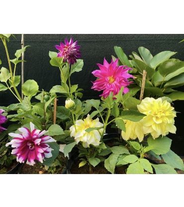 Picture of Dahlia - 5 Colors - Combo Offer