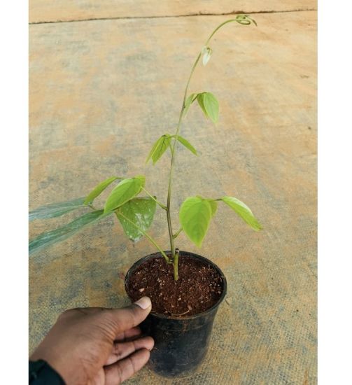 Picture of Jade Vine Creeper - Orange - with pot