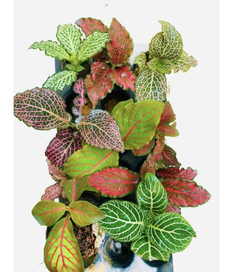 Picture of Fittonia -Compo - 10 Jiffy plants -10 Diffrent colors