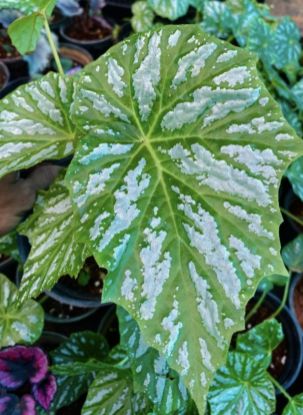 Picture of Begonia - Green - Leaf Plant